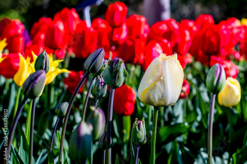 Fringed elegance tulips