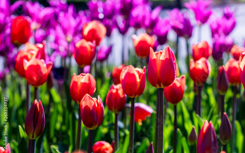 Bastogne tulips