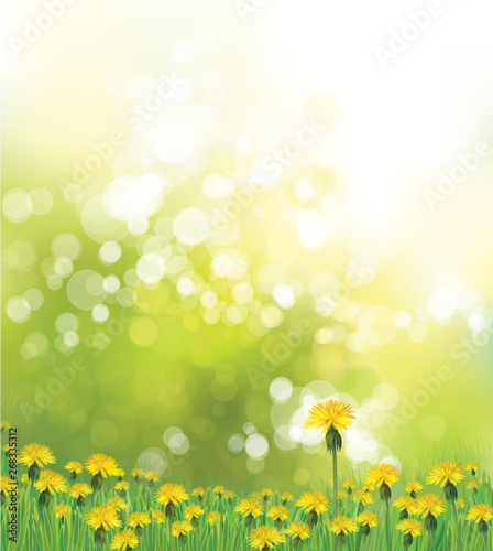 Vector   spring background with yellow dandelions.
