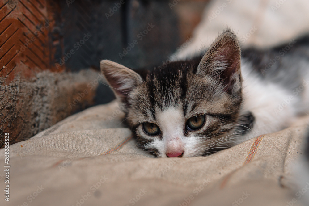 homeless Kitten, alone, cat, cats. street. need friends homeless Kitten, alone, cat, cats. street. need friends