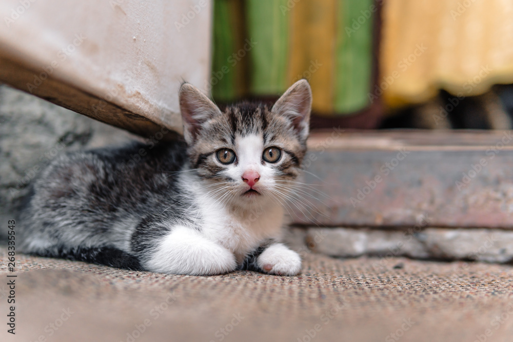 homeless Kitten, alone, cat, cats. street. need friends homeless Kitten, alone, cat, cats. street. need friends