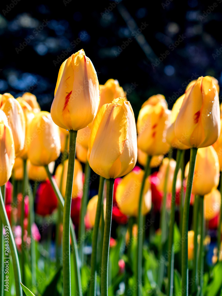 Obraz premium Golden parade tulip