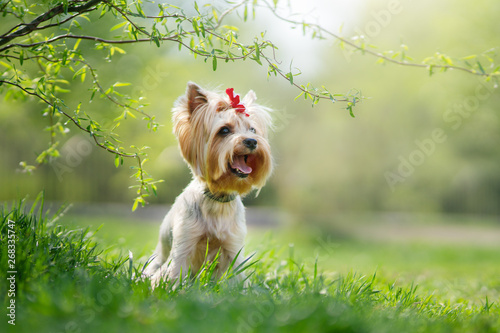 Yorkshire Terrier