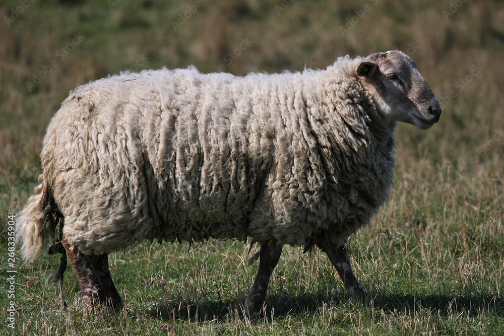 sheep in a field