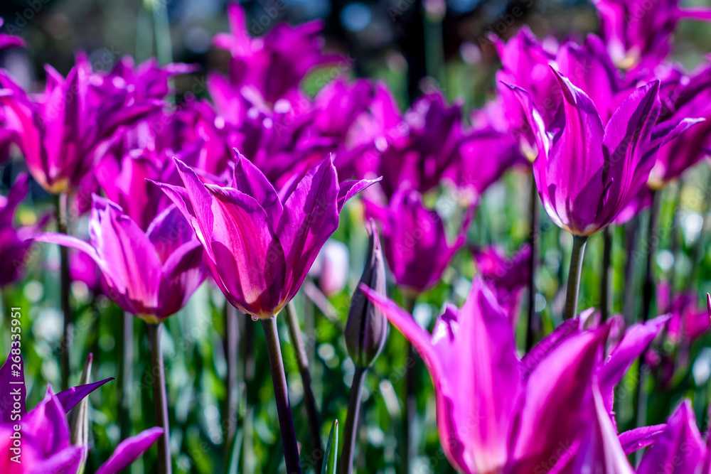 Obraz premium Purple dream tulips