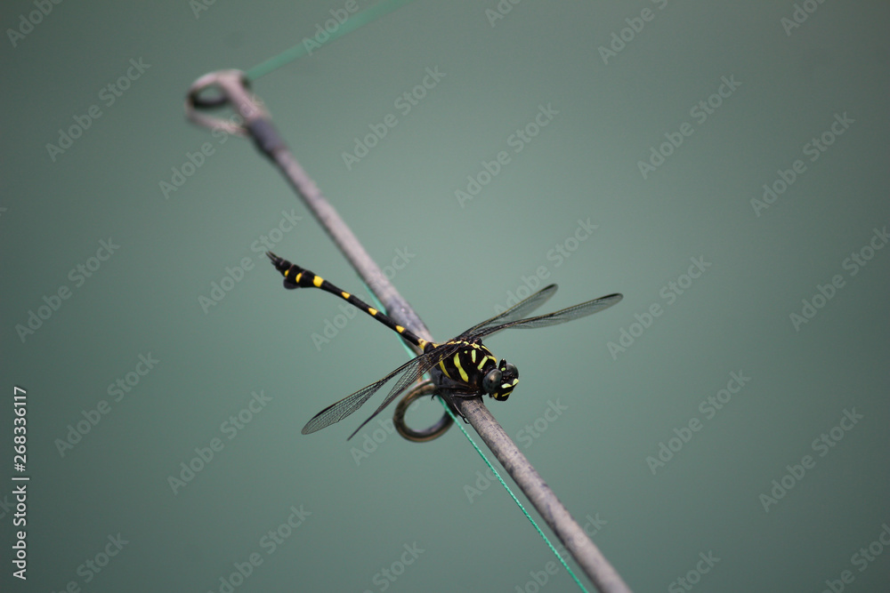 Dragonfly sitting on fishing rod, Krabi - Thailand Dragonfly sitting on fishing rod, Krabi - Thailand