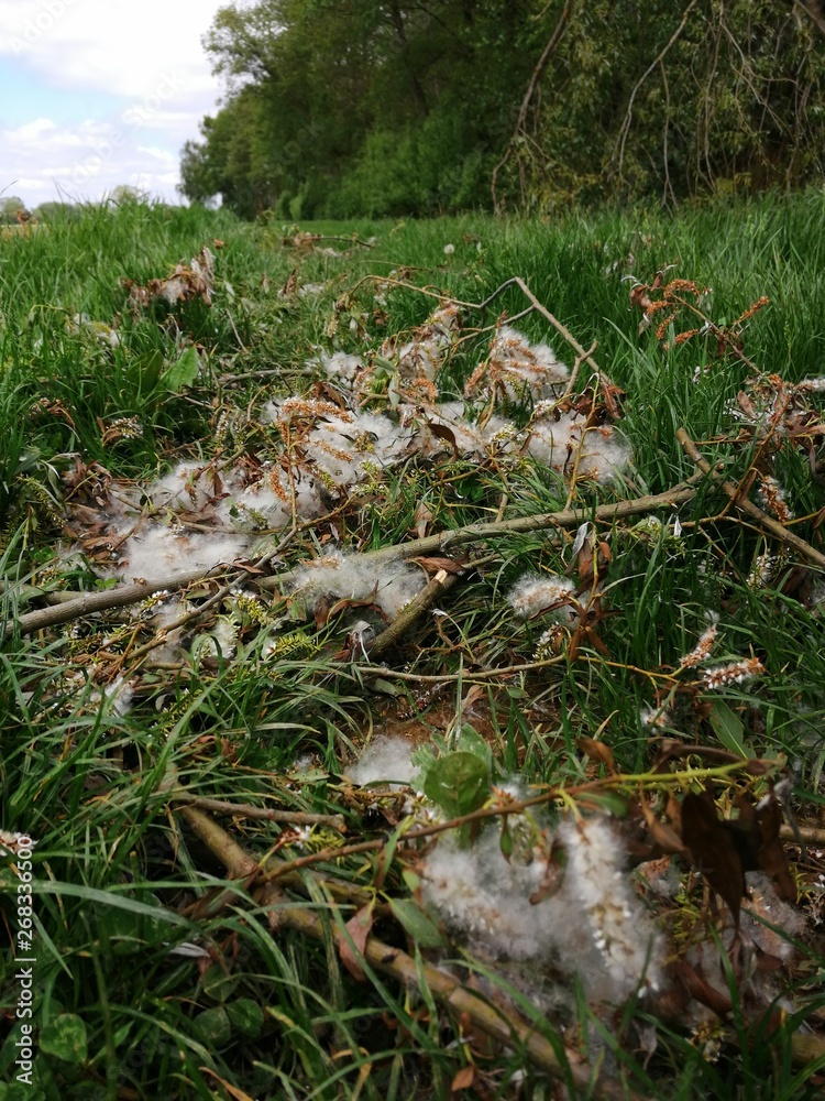 Obraz premium POPLARS cotton