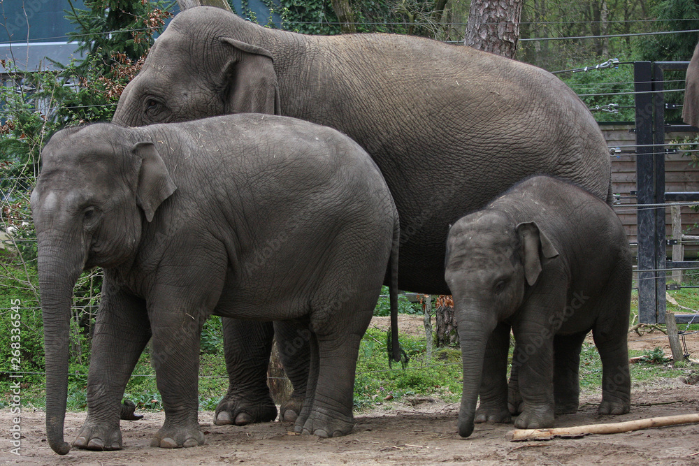 Naklejka premium elephants in zoo
