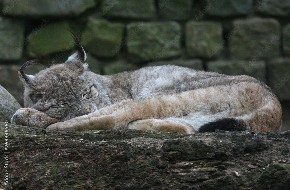 Obraz premium sleeping big cat