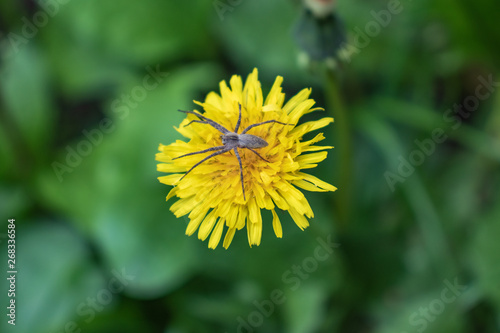 yellow flower with spider