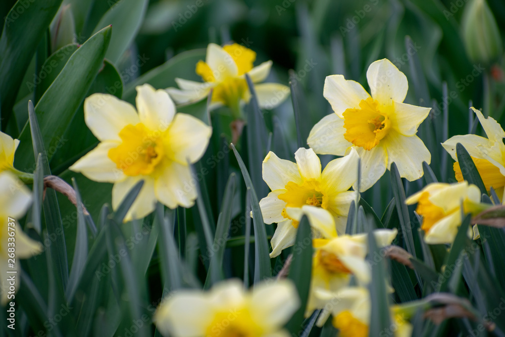 Yellow daffodils flowers in spring close-up Yellow daffodils flowers in spring close-up