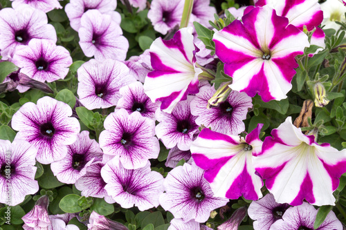 Floral background of bright purple blooming petunias