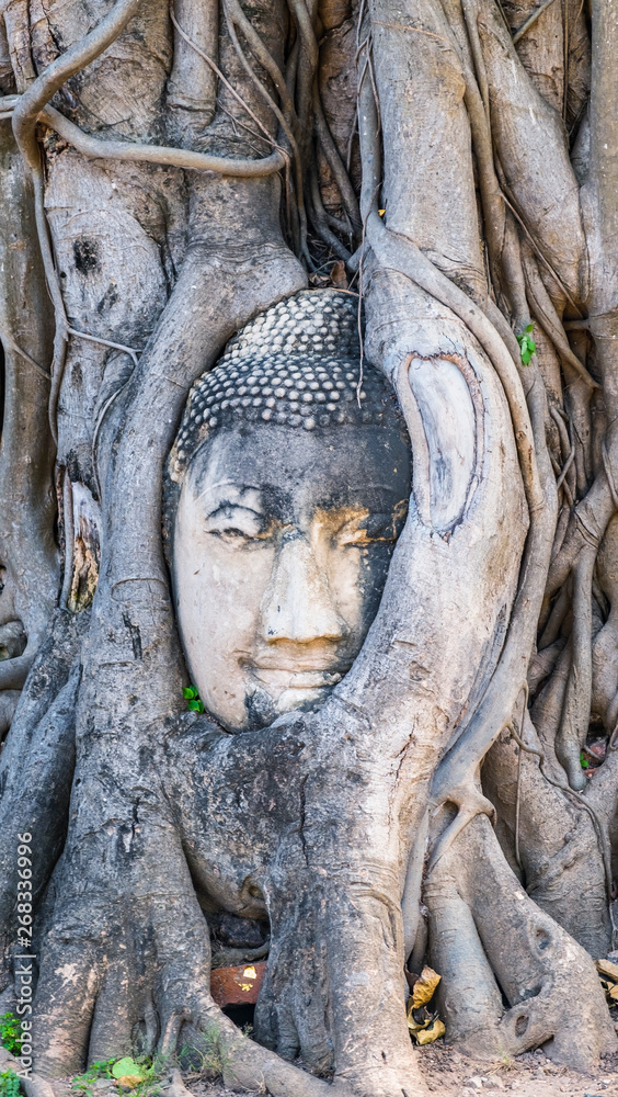  Buddha head entwined within the roots of a tree is one of the most recognisable images from Thailand. The location of this site is Wat Mahathat in Ayutthaya. 