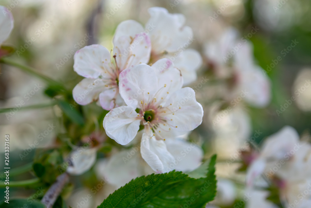 Inflorescence of apple trees in spring white