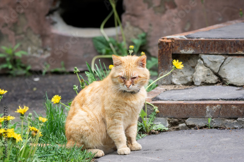 Fototapeta Naklejka Na Ścianę i Meble -  Red cat with sore eyes