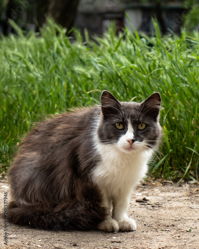 cat on the grass