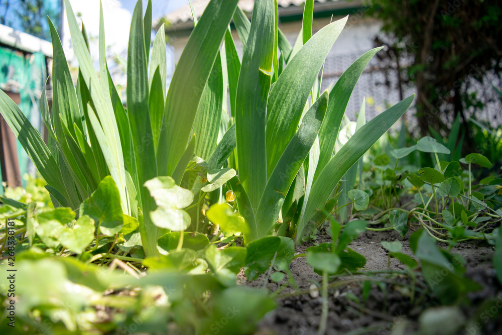 Flower young iris leaves green Flower young iris leaves green