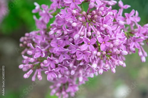 Shrub lilac inflorescence blooms in spring blooming close-up