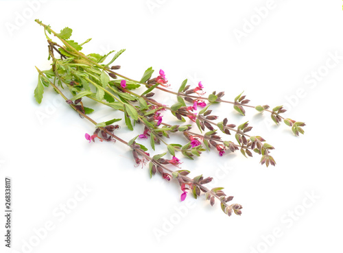 Teucrium or germanders. Isolated on white background