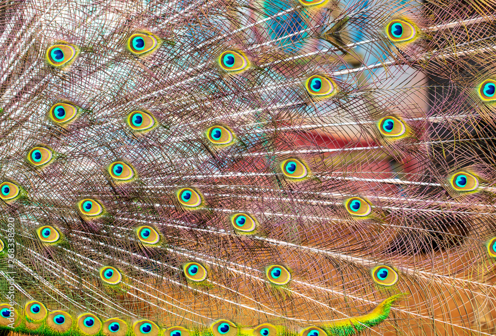 Obraz premium Peacock feathers on nature as background