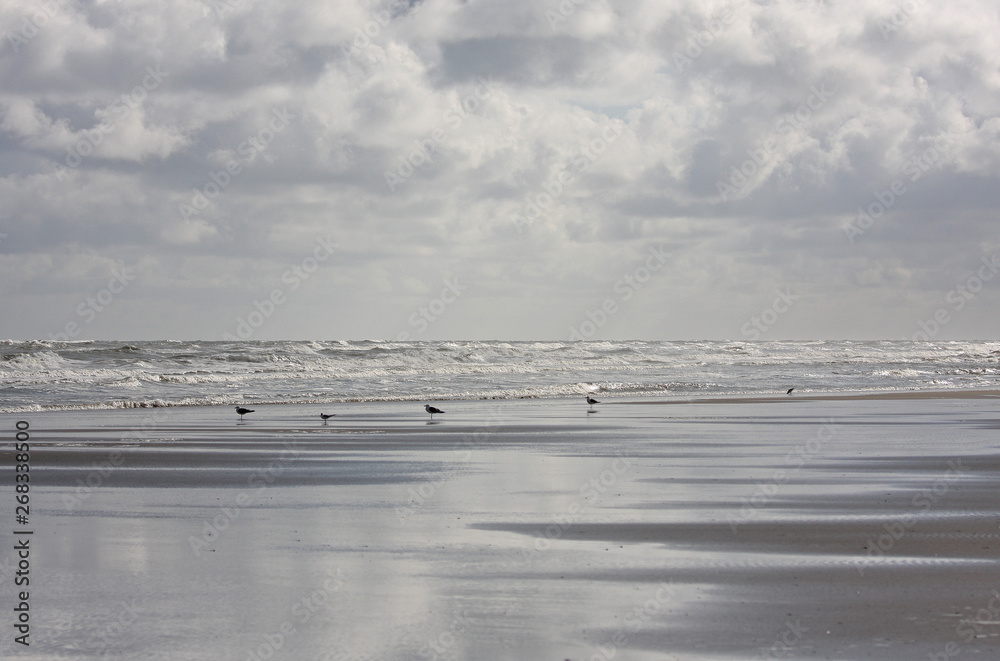 flock of seagulls on the beach at Terschelling