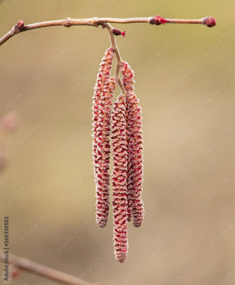 Fototapeta premium Flowers on hazelnut branches in spring