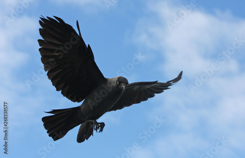 black crow in flight