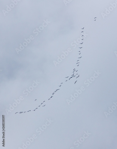 A flock of birds fly north in spring