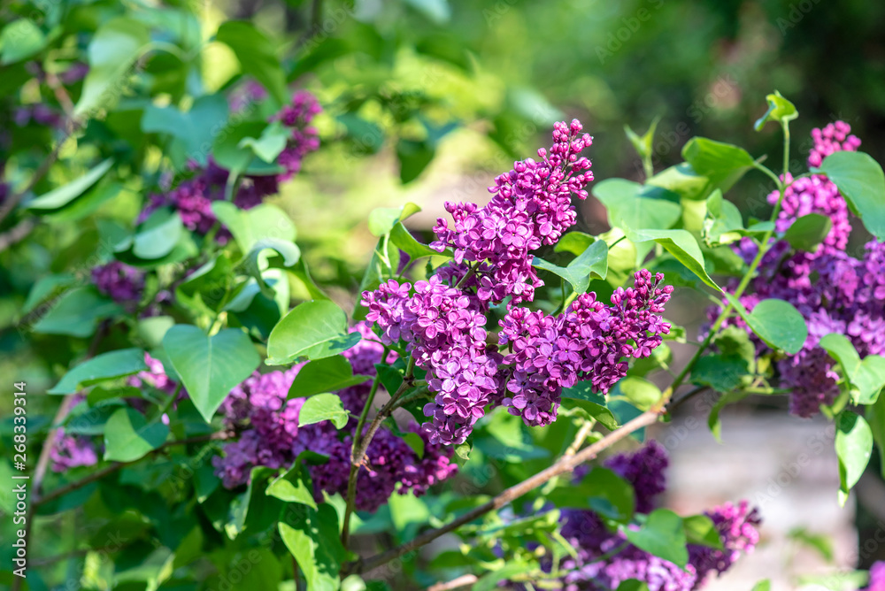 Amazing spring branch of Lilac at a Garden Amazing spring branch of Lilac at a Garden