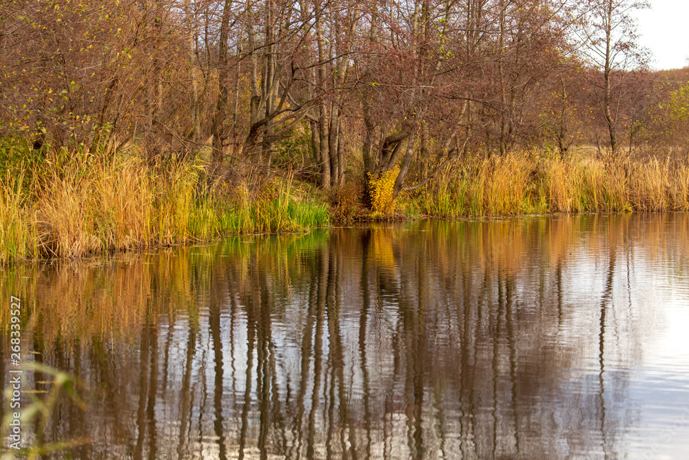 Trees with reflection in a pond in autumn Trees with reflection in a pond in autumn