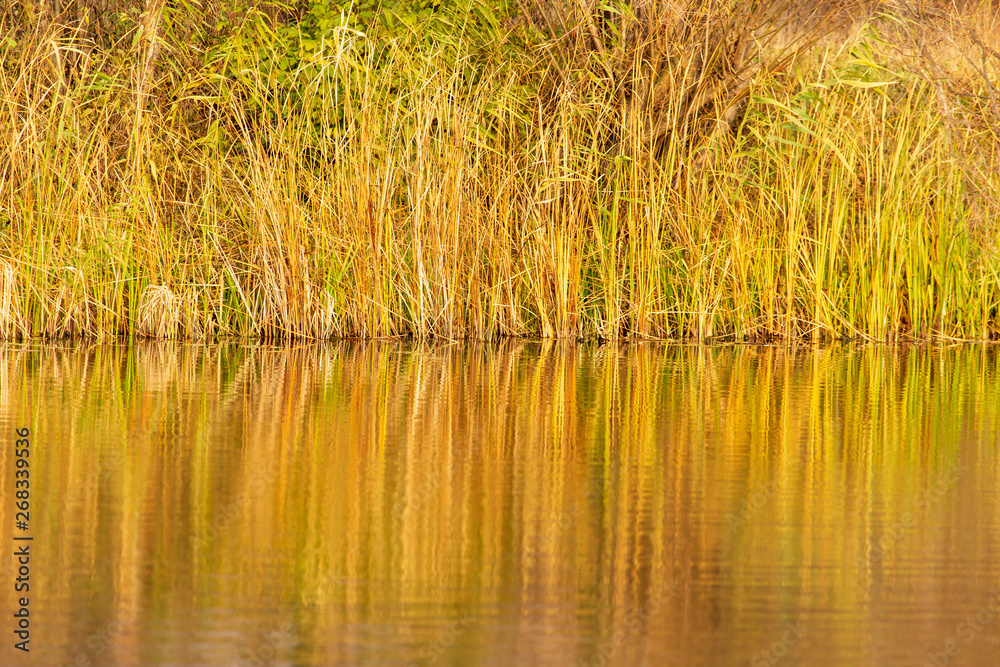 Grass and reed with reflection in the pond Grass and reed with reflection in the pond