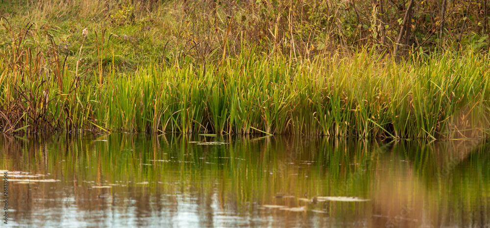 Grass and reed with reflection in the pond Grass and reed with reflection in the pond