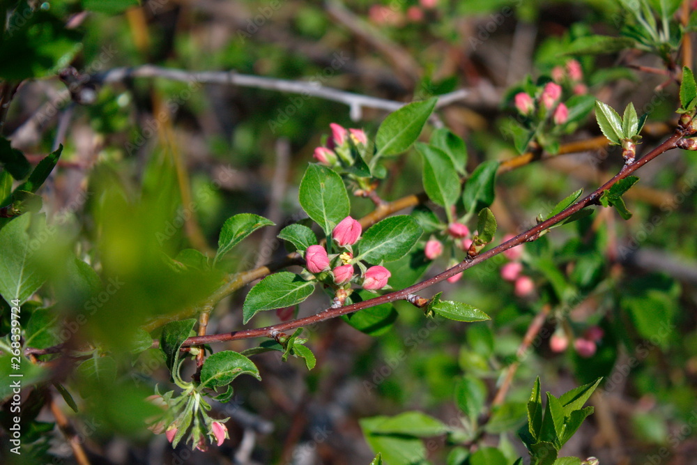 Abandoned orchards blooming in the spring Abandoned orchards blooming in the spring