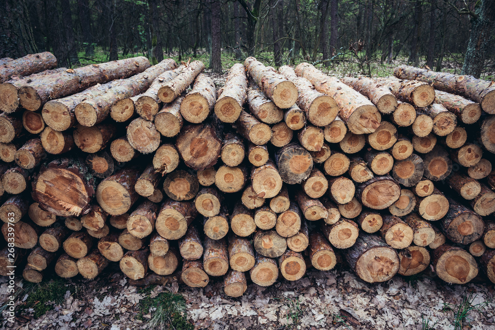 Pine tree logs in Kampinos Forest near Warsaw in Poland Pine tree logs in Kampinos Forest near Warsaw in Poland