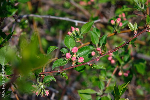 Abandoned orchards blooming in the spring