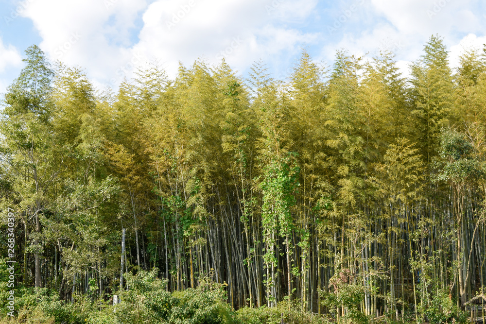 Obraz premium 竹林