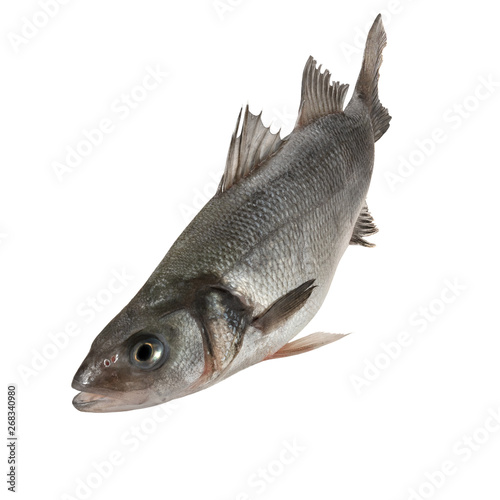 Sea bass fish isolated on white background photo