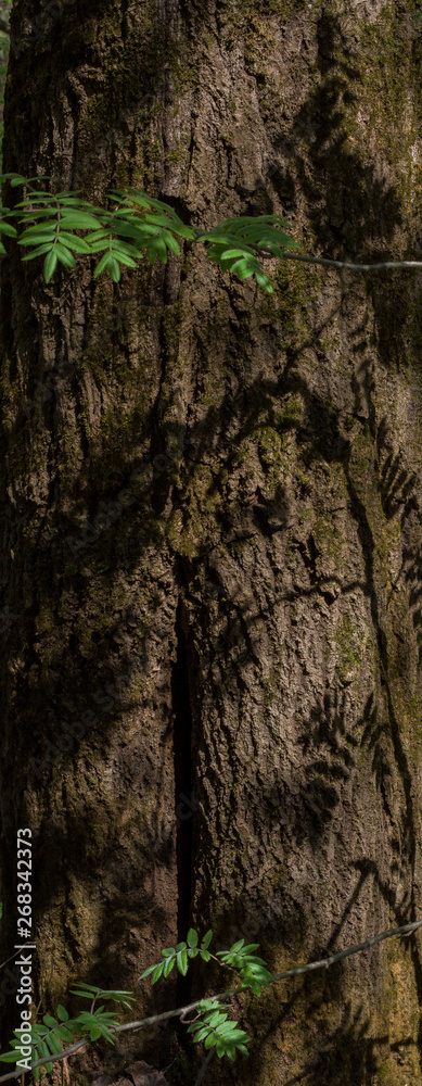Obraz premium bark of a tree close up shined with the sun