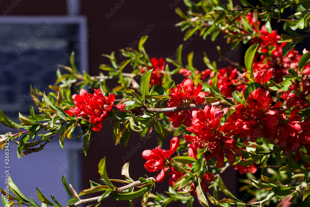 Closeup of red bright flowers lit by the sun Closeup of red bright flowers lit by the sun