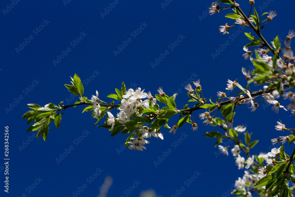 The blossoming cherry branches lit by the sun on a summer day in the forest The blossoming cherry branches lit by the sun on a summer day in the forest