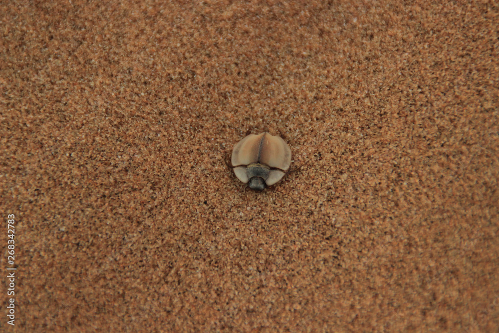 Beetle with a large black flat back digs in the fine sand of the desert. Beetle with a large black flat back digs in the fine sand of the desert.