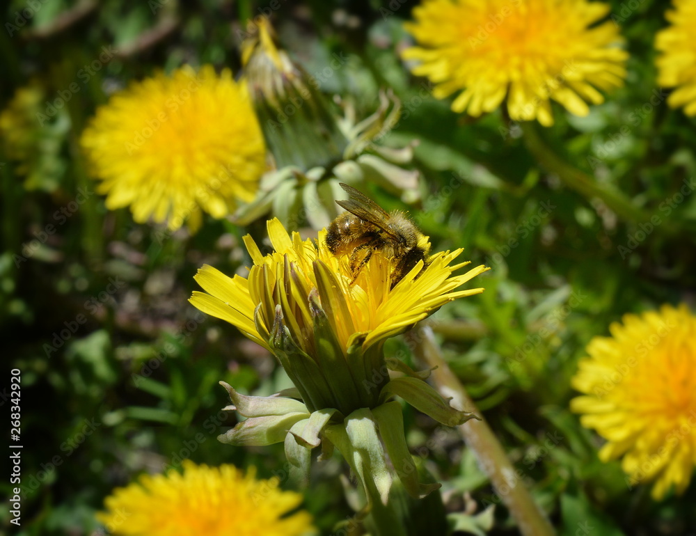 Fototapeta premium Striped bee eating pollen on yellow dandelion flower close-up
