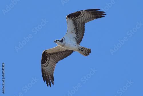 Colorado Wildlife - American Osprey in Flight Against a Clear Blue Sky