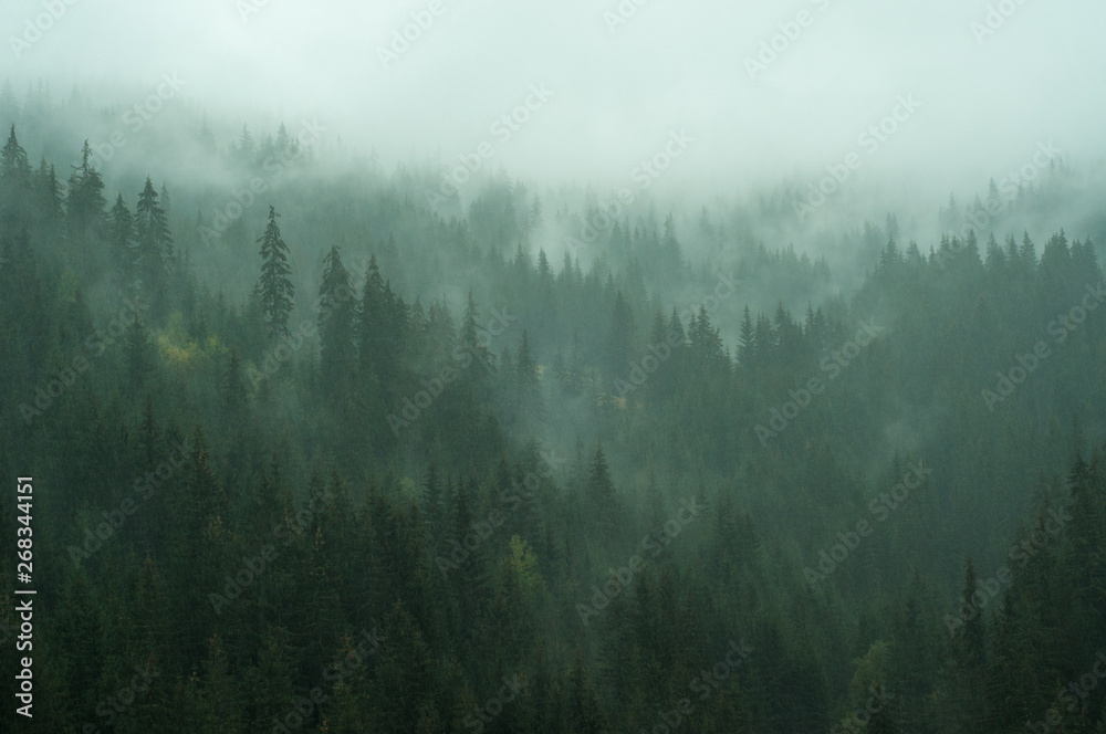 fog in the  evergreen pine forest