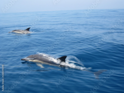 Delfine Delphine in Portugal