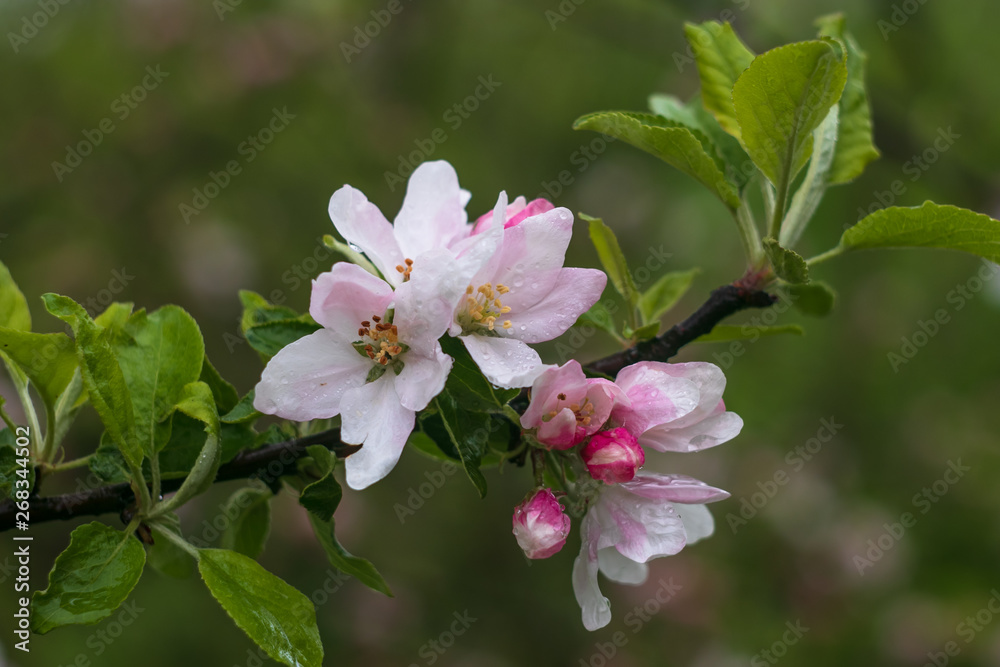 Obraz premium Pink and white flowers of fruit tree on a branch. Flowering apple tree on green background. Floral spring background. Botanical nature background. Pink garden flower. Cherry blossom. Spring blossom ba