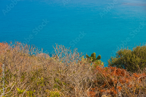 Mediterranean Vegetation and Turquoise Sea