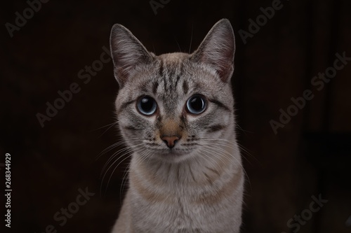 portrait of a cat