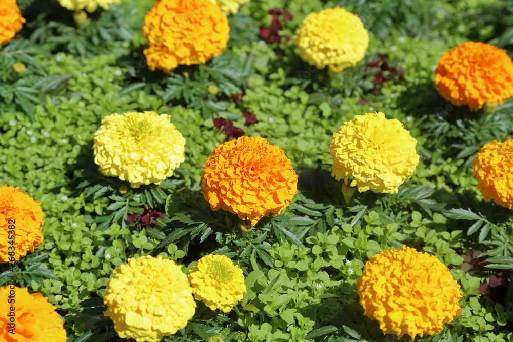 Yellow Marigolds or Tagetes - plants of the Daisy family