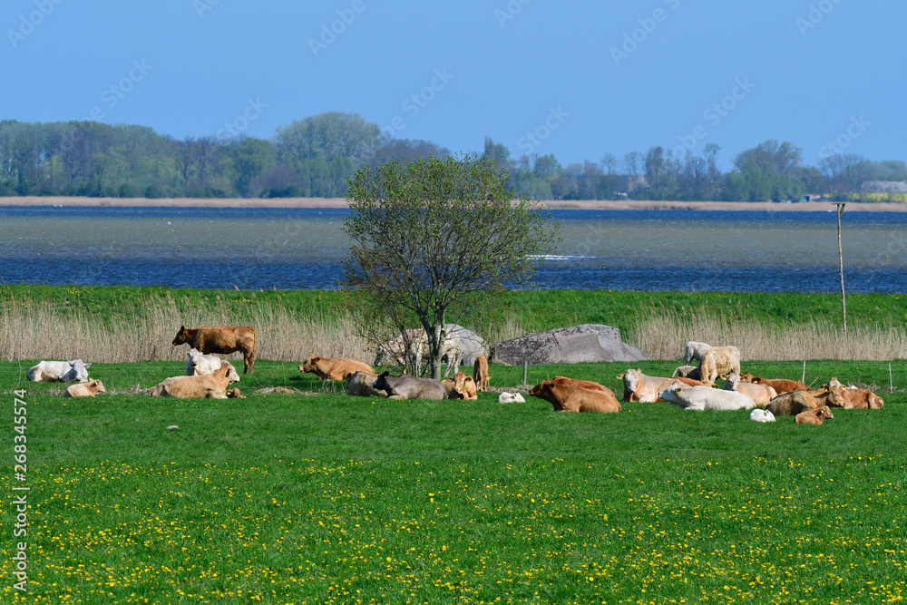 Kühe auf der Weide Kühe auf der Weide